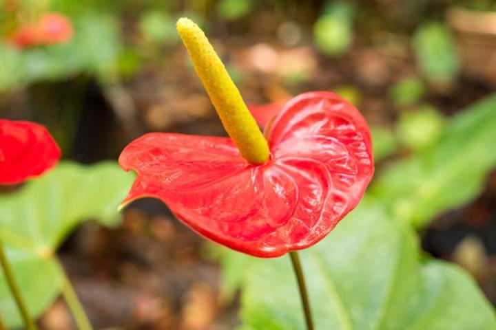Photo of an anthurium lily in the rainforest of St. Lucia