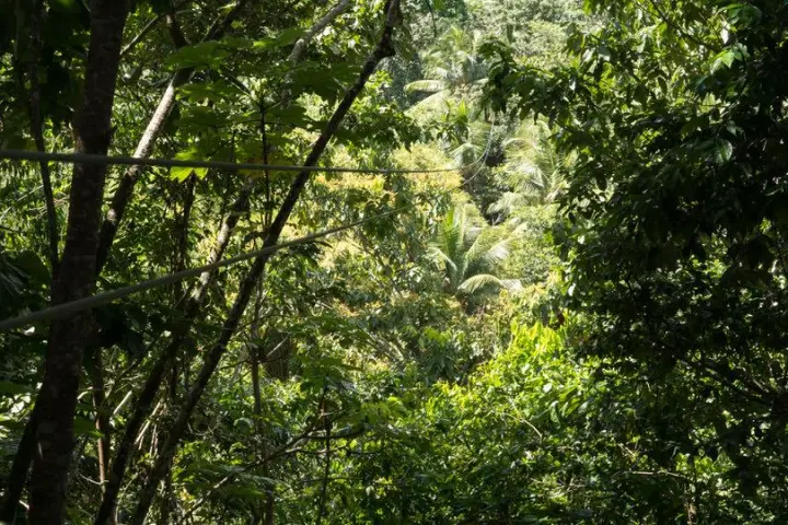 rainforest view of bamboo