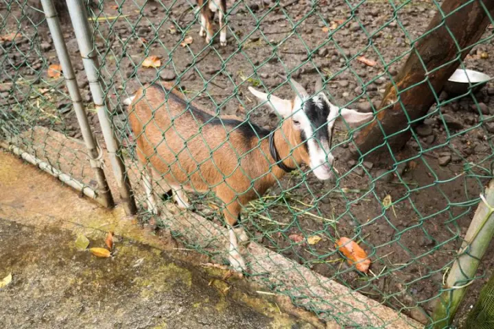 A goat seen on tour