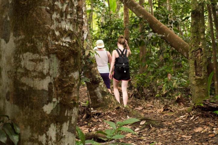 Rainforest, Sightseeing, Hike